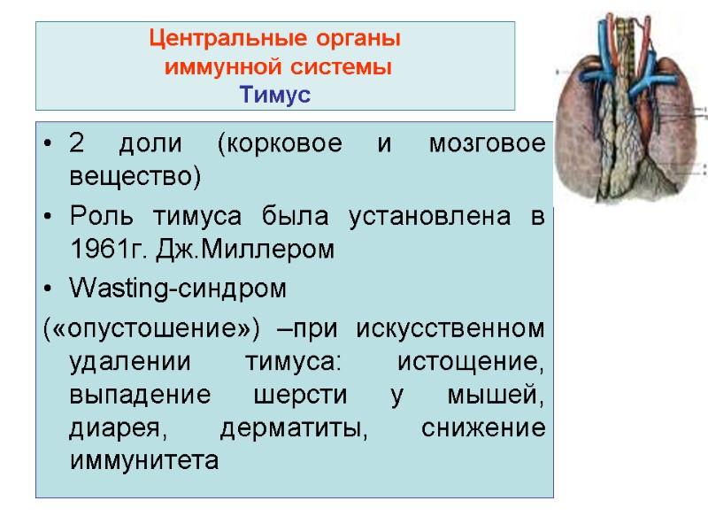 Центральные органы  иммунной системы Тимус 2 доли (корковое и мозговое вещество) Роль тимуса